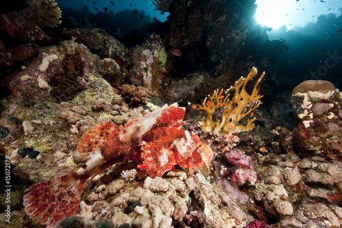 ocean, coral and scorpionfish