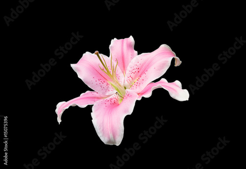 Pink lily flower on black background