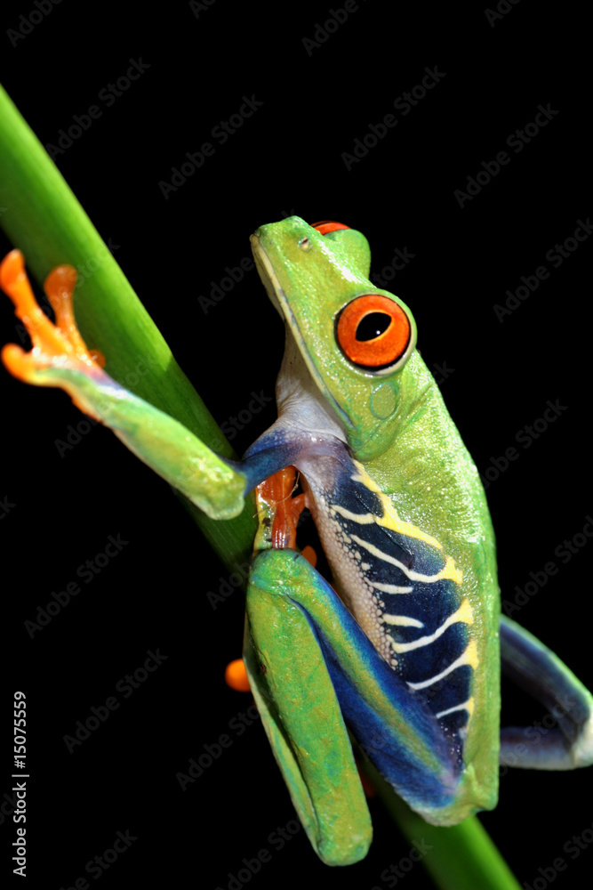 Fototapeta premium red eyed tree frog