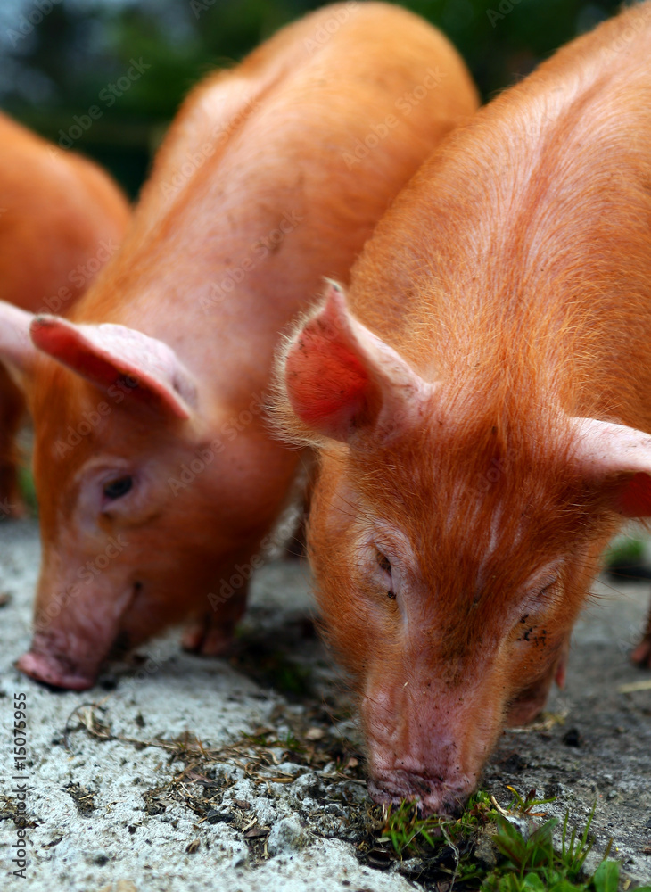 Liitle Piggies Liitle Piggies