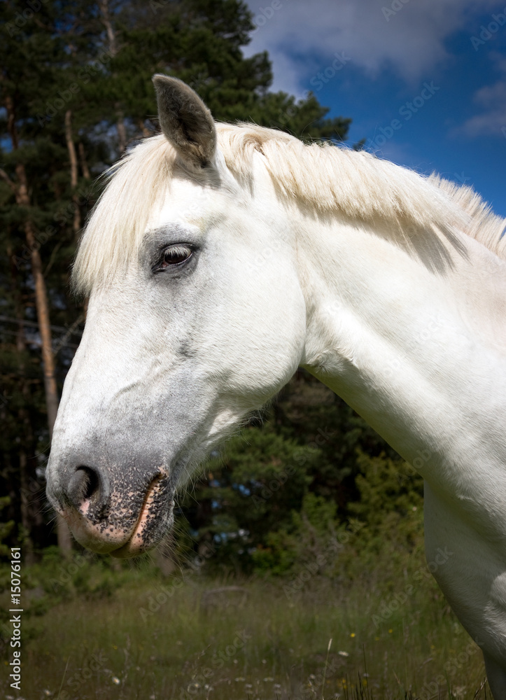 Obraz premium biały koń