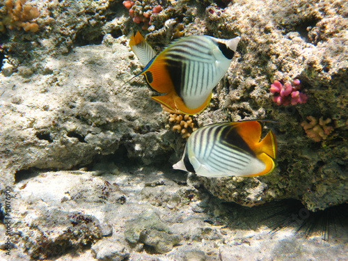 Threadfin butterflyfishes