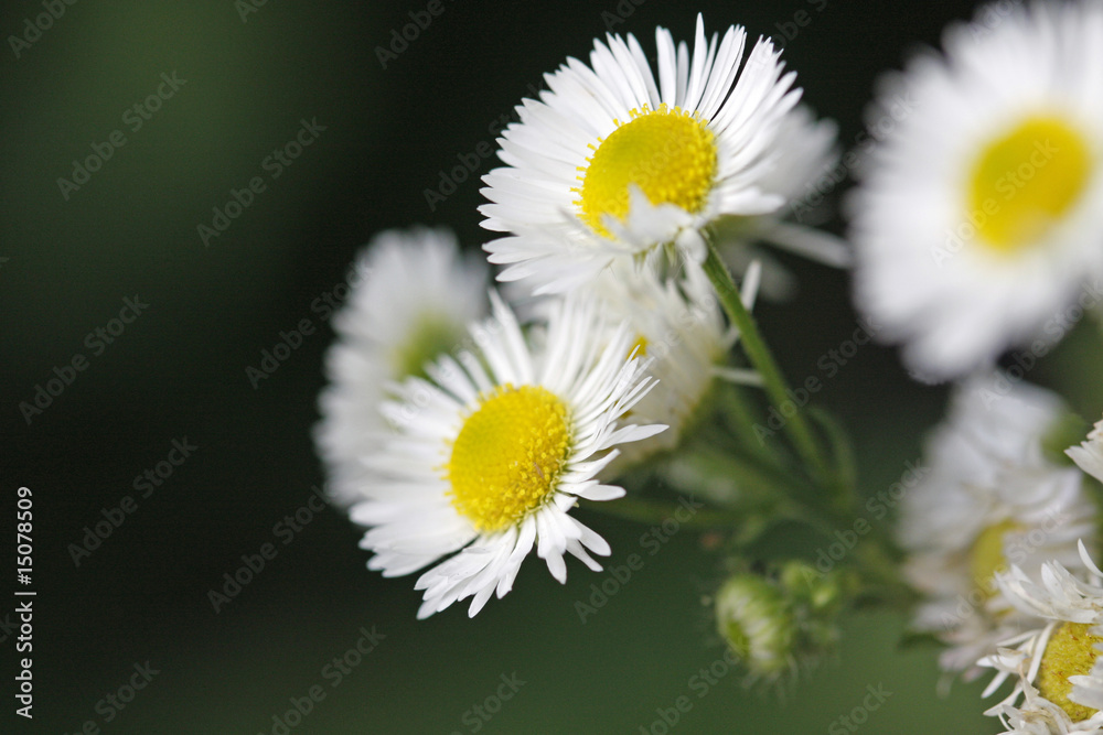 Obraz premium Gänseblümchen