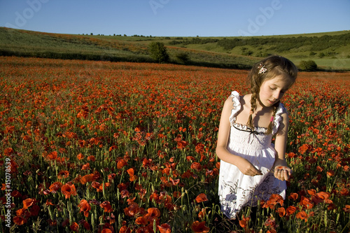 Summer scene in poppy field