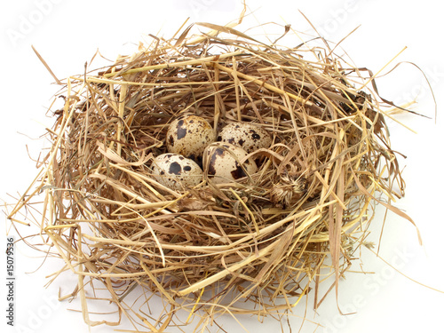 Quail eggs in the nest on white background