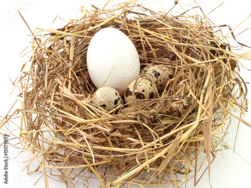 Cuckoo's egg in quail's nest on white background