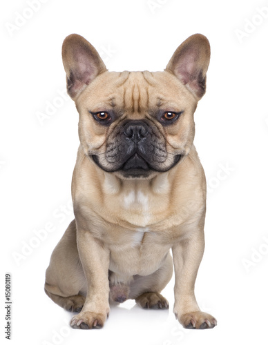 French Bulldog (1 year) (Digital enhancement) © Eric Isselée