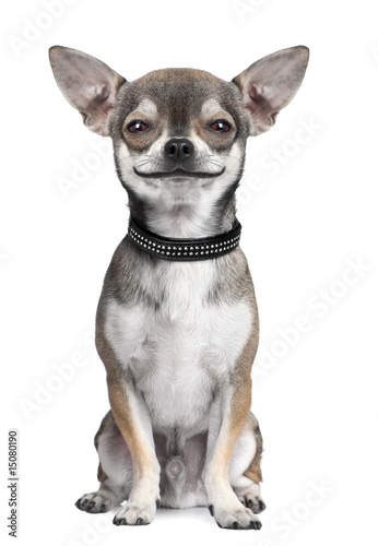 dog ( chihuahua ) looking at the camera, smiling photo