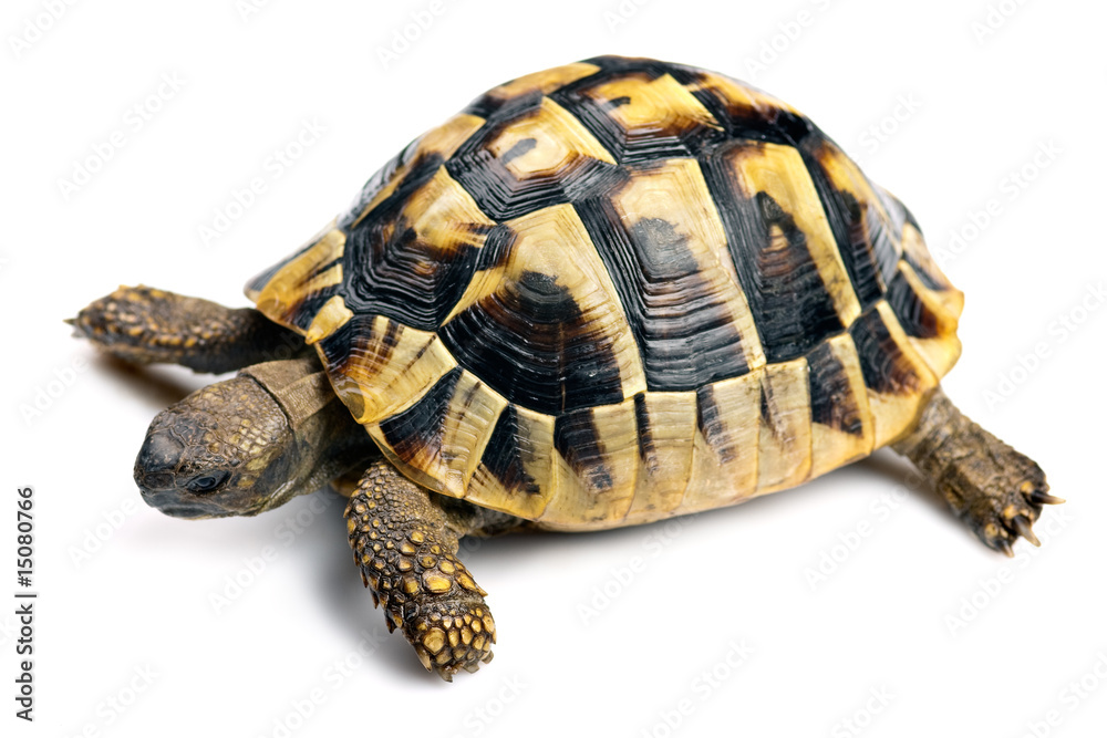 Obraz premium Tortoise
