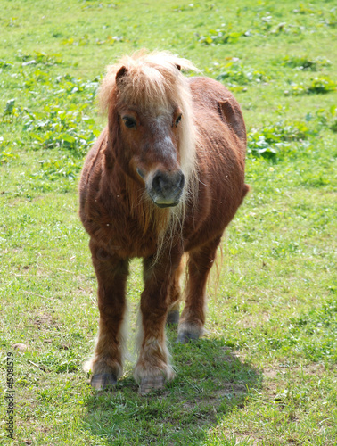 Junges Shetlandpony auf der Wiese