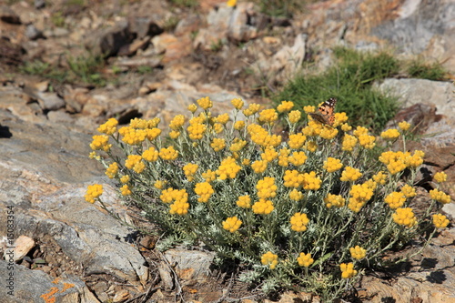 garrigue et papillon