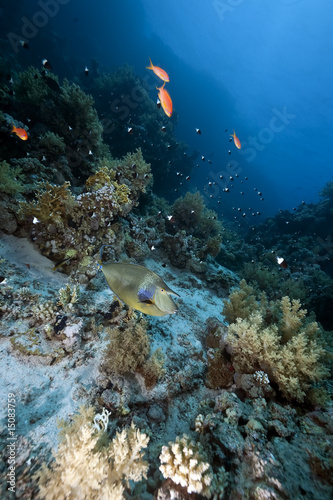 Fototapeta Naklejka Na Ścianę i Meble -  ocean, coral and fish