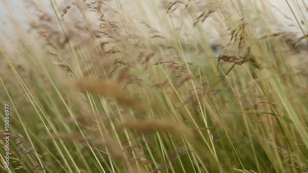 Wind im Gras