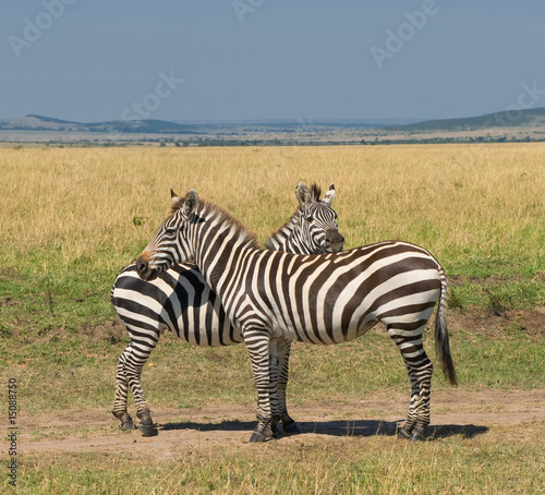 two zebras  masai mara  kenya