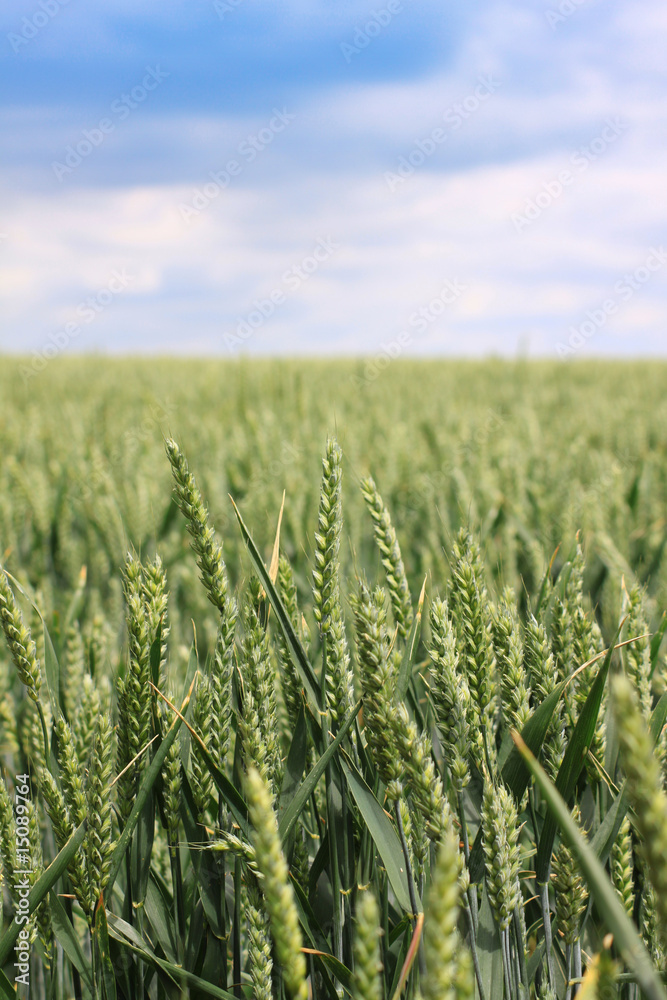 Green Wheat Field Green Wheat Field