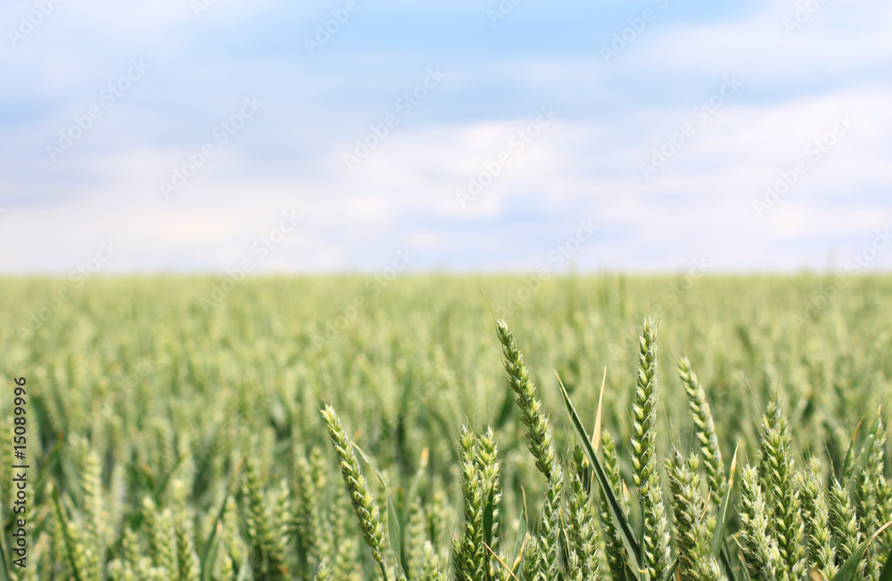 Growing Wheat Field Growing Wheat Field