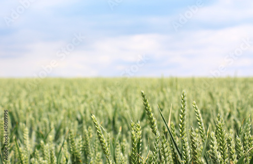 Growing Wheat Field