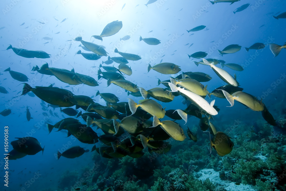 Fototapeta premium ocean, sun and unicornfish