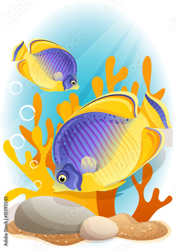 angelfish