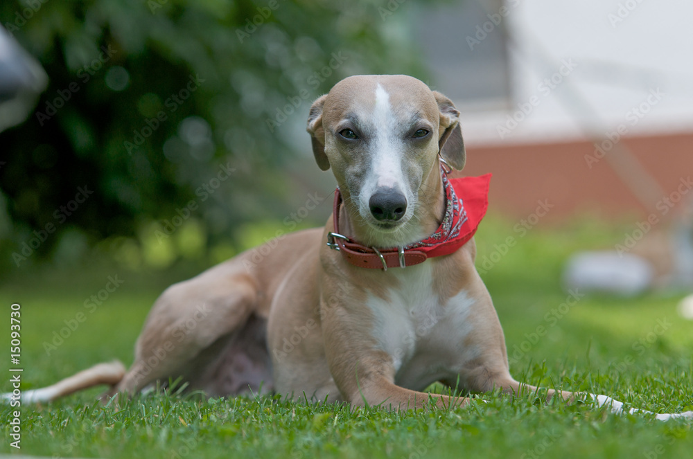 Hund mit Halstuch