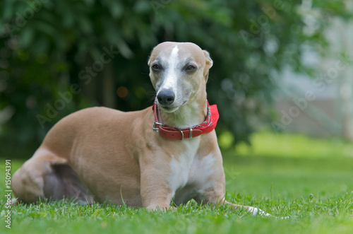 Windhund mit  halsband