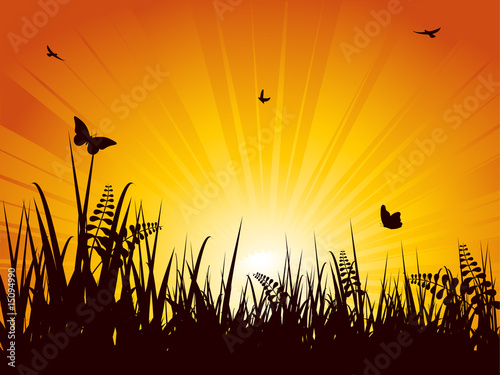 summer meadow sunset