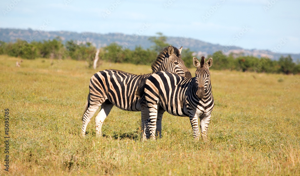 Naklejka premium Zebras