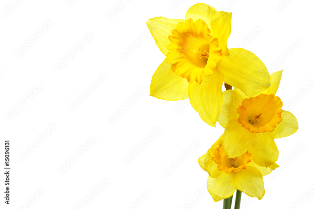 Yellow narcissus
