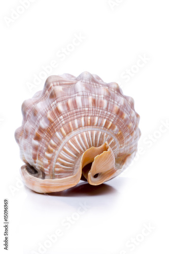 Meeresschnecke