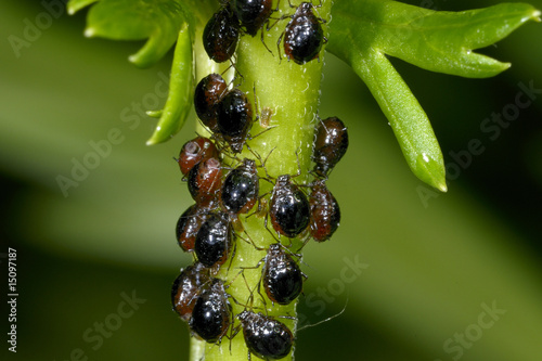 aphis fabae, black bean aphid