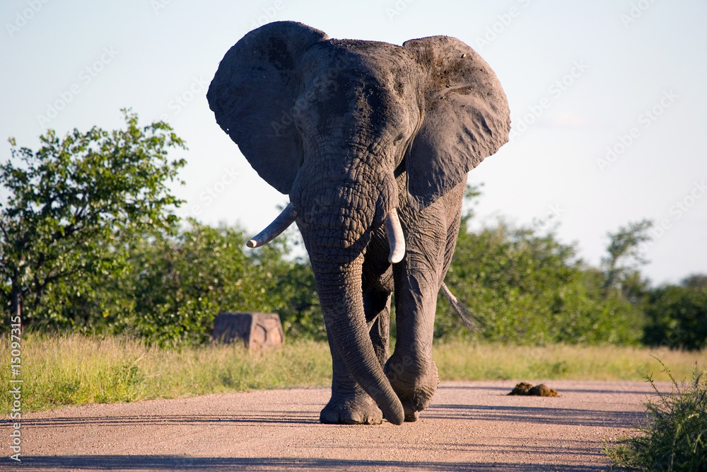 Obraz premium Elefantenbulle