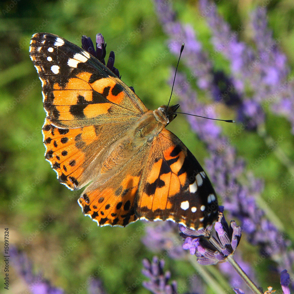 Obraz premium Papillon et lavande