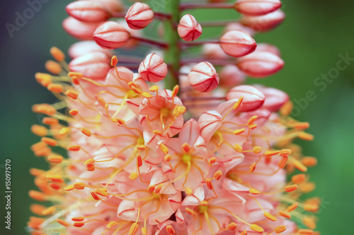 Foxtail lily - Steppenkerze photo