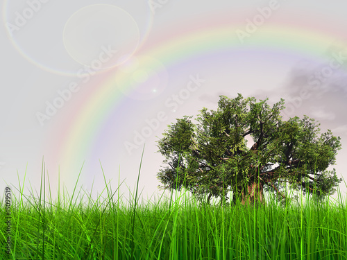 High resolution 3D baobab tree in grass and rainbow