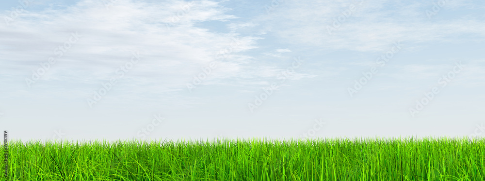 Obraz premium High resolution grass and sky background