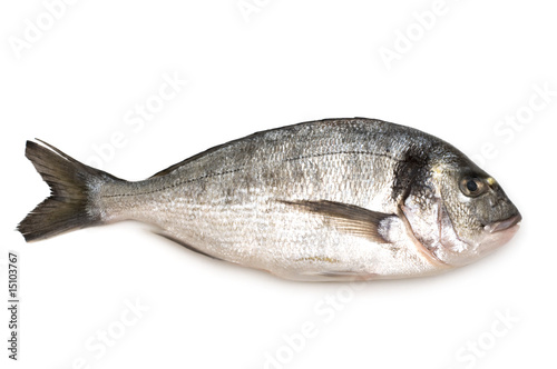 Dorada fish on white background