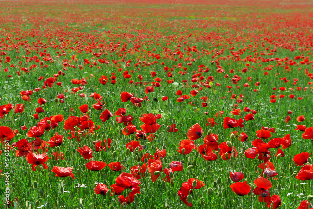 Big red meadow