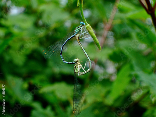 Libellen Liebesspiel photo