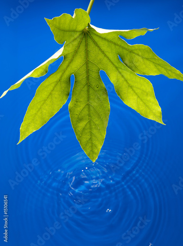 foglia sull'acqua