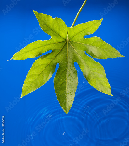 foglia sull'acqua