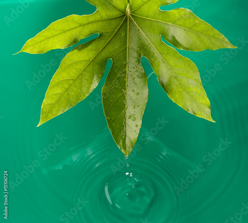 foglia con gocce