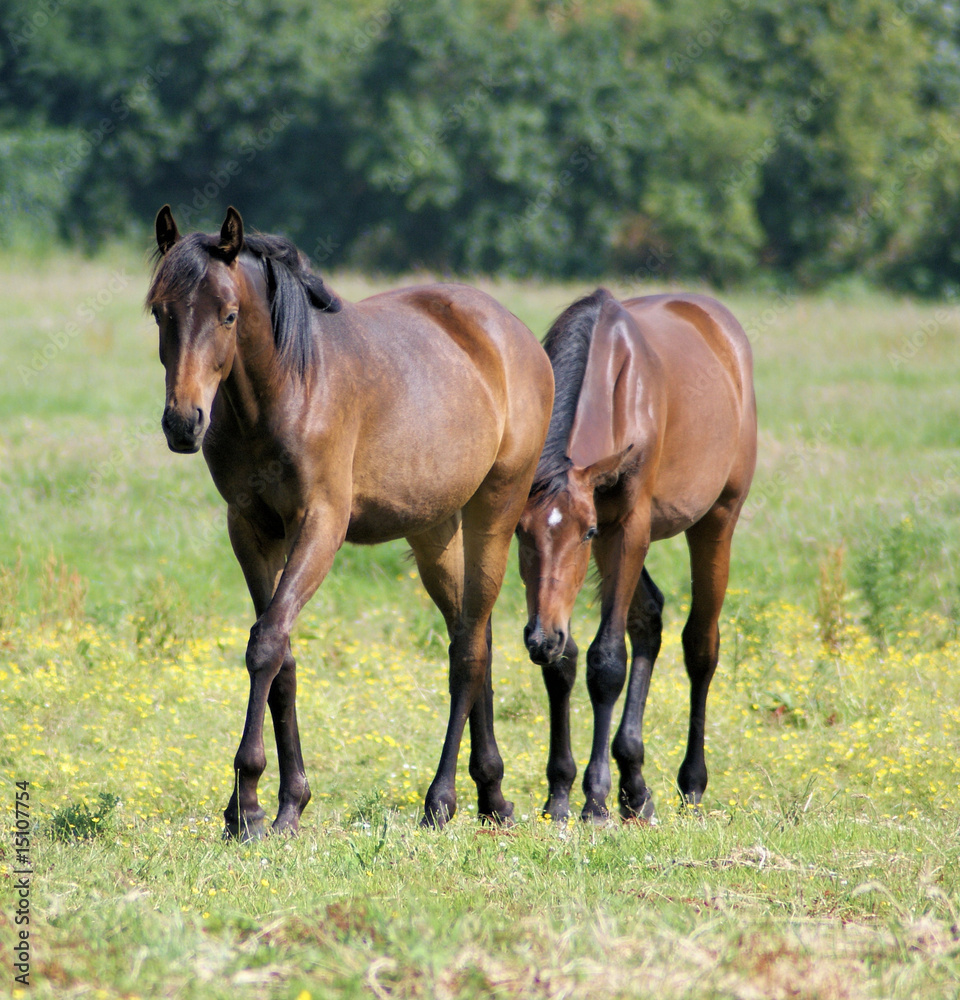 Racehorse and racehorse walking together Racehorse and racehorse walking together
