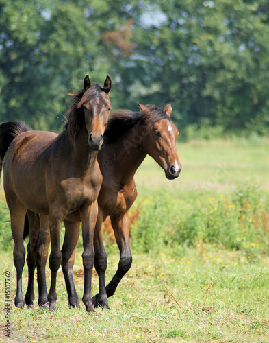 Two oneyear old horses on the grasland photo
