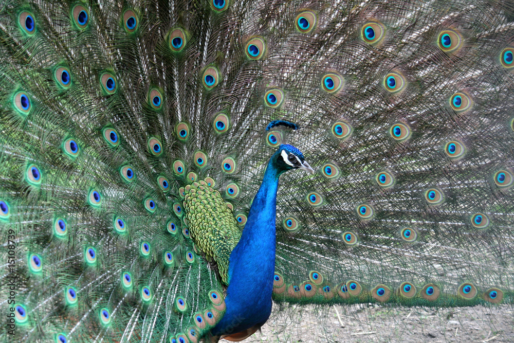 Obraz premium Peacock