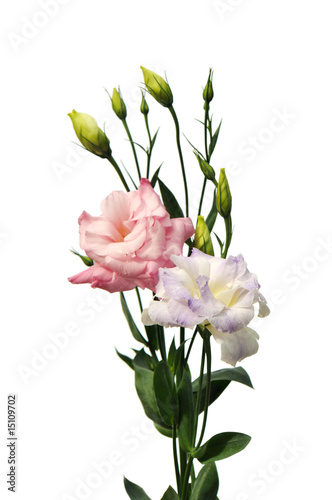 Pink and purple lisianthus flowers  isolated on white background