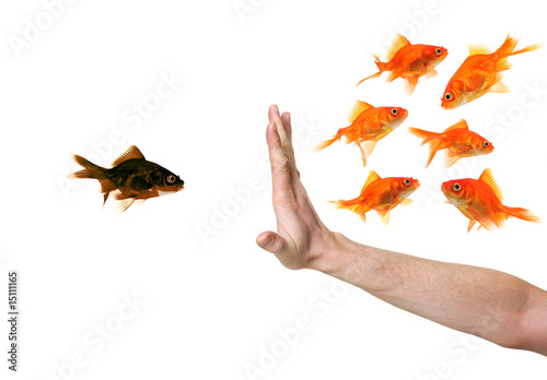 hand discriminating black goldfish