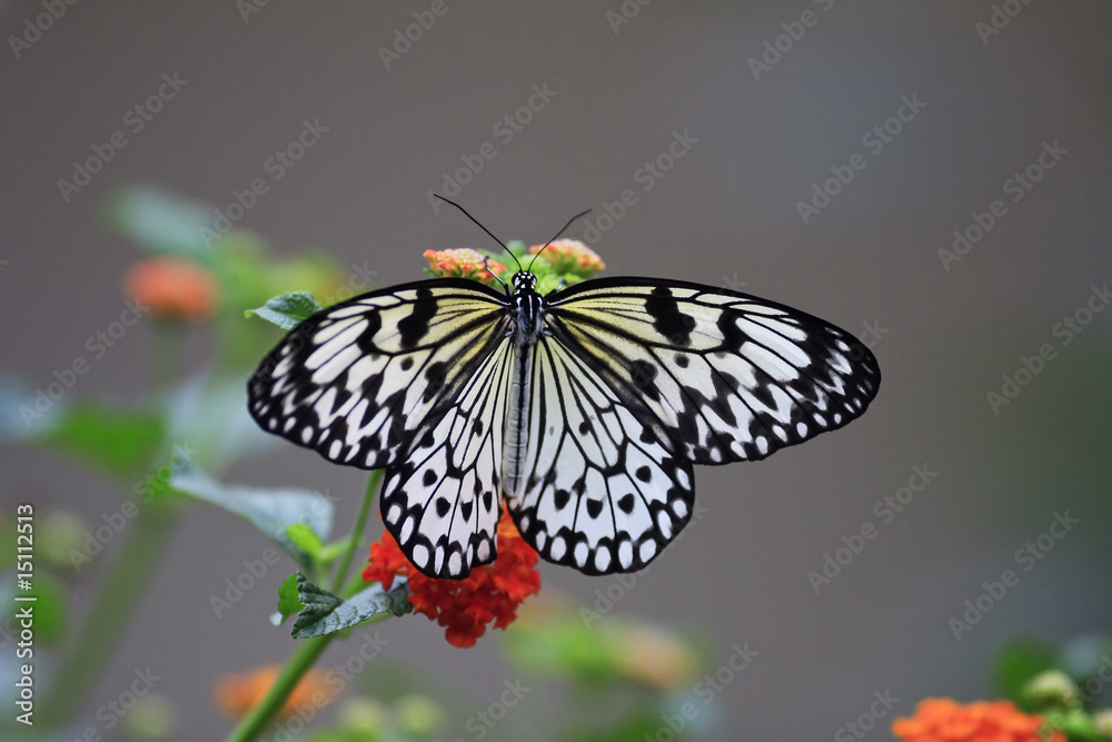 Naklejka premium Butterfly on a Flower
