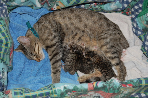 Katzenfamilie beim säugen photo