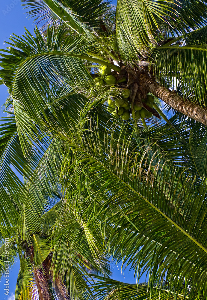 Fototapeta premium Thai coco palms