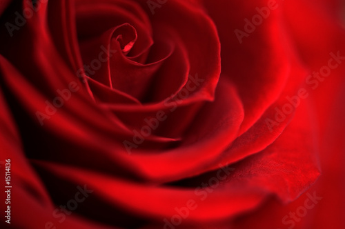 Rote Rose, Symbol für Liebe und Leidenschaft